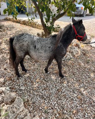 Mini Horse