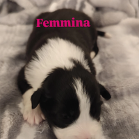 Cuccioli di Border collie e Pastore maremmano