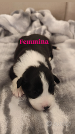 Cuccioli di Border collie e Pastore maremmano