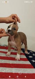 American Pitbull Terrier