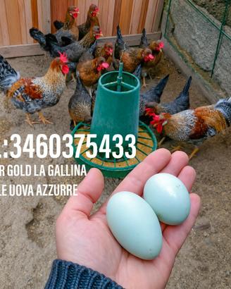 Galline Legbar Gold