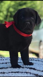 Labrador chocolate selezionati con pedigree enci