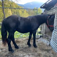 Cavallo/puledro di 20 mesi razza Merens