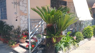 Quarto-trav. di via campana appartamento indipende