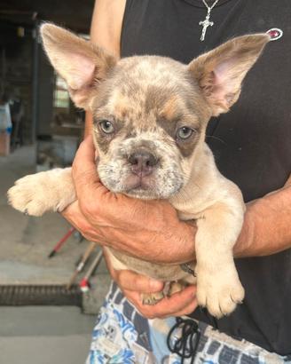 Maschietto bulldog francese lilac merle tan