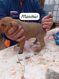 Cuccioli segugio maremmano