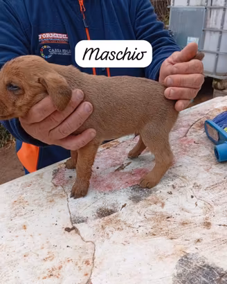 Cuccioli segugio maremmano