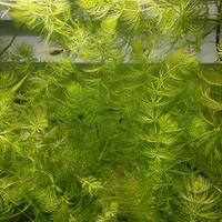 Ceratophyllum - Piante acquario