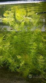 Ceratophyllum - Piante acquario