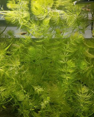 Ceratophyllum - Piante acquario