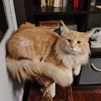 Solo per Monta Splendido esemplare Maine Coon