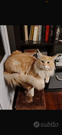 Solo per Monta Splendido esemplare Maine Coon