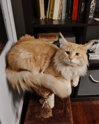 Solo per Monta Splendido esemplare Maine Coon