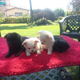 Chihuahua Cuccioli