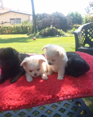 Chihuahua Cuccioli