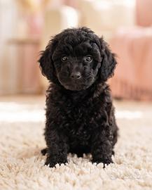 Cucciolo barboncino nano nero