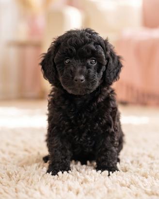 Cucciolo barboncino nano nero