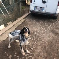 Setter femmina tricolore