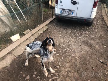 Setter femmina tricolore
