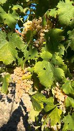 uva bianca da vino/ mosto Monte San Giusto (mc)