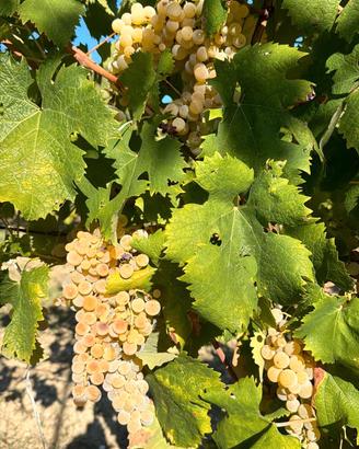 uva bianca da vino/ mosto Monte San Giusto (mc)