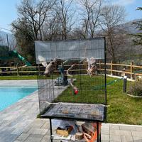 Gabbia finca melodia