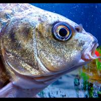 Carpe Koi Mukashi Ogon laghetto ornamentale