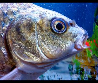 Carpe Koi Mukashi Ogon laghetto ornamentale