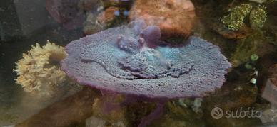 Spugna marina blu (no coralli, anemone)