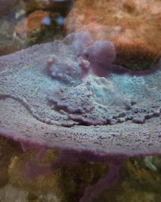 Spugna marina blu (no coralli, anemone)