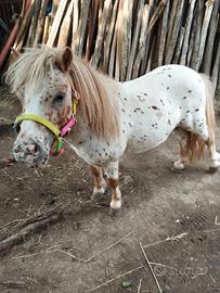 Pony maschio