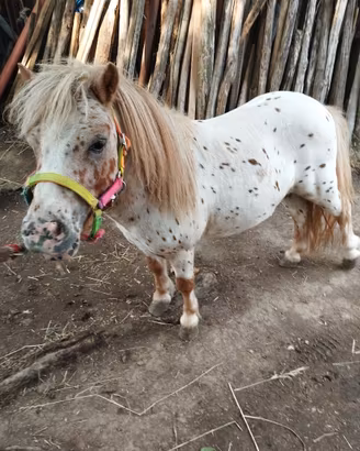 Pony maschio