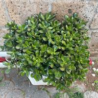 Piante di giada o crassula ovata