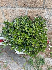Piante di giada o crassula ovata