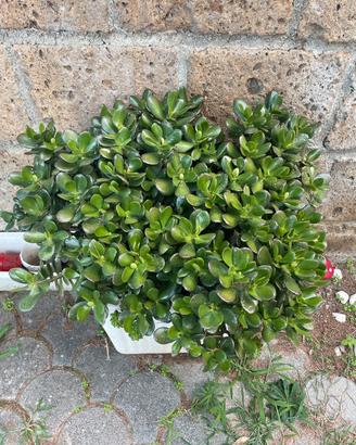 Piante di giada o crassula ovata