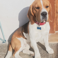 Beagle per Monta con pedigree