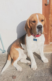 Beagle per Monta con pedigree