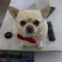 Chihuahua per monta-Pedigree ENCI