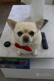 Chihuahua per monta-Pedigree ENCI