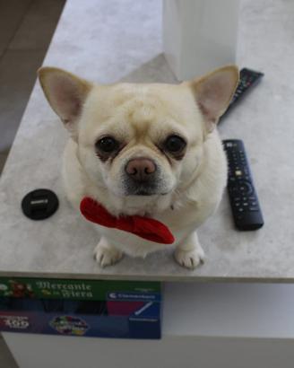 Chihuahua per monta-Pedigree ENCI