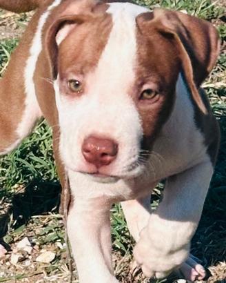 Pitbull red nose