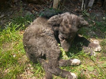 Cucciolo di pastore
