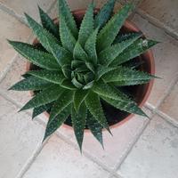 pianta grassa Aloe Aristata