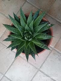 pianta grassa Aloe Aristata