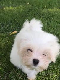 Maltese Cuccioli