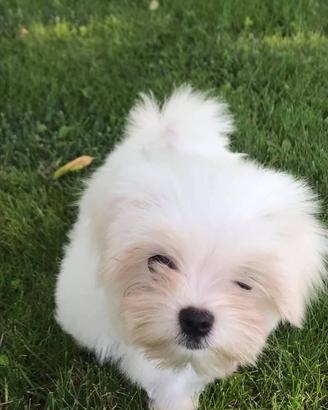 Maltese Cuccioli