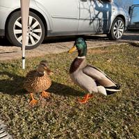 Anatroccoli germano reale