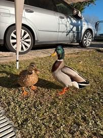 Anatroccoli germano reale