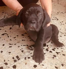 Cucciola cane corso
