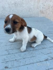 Jack Russell
